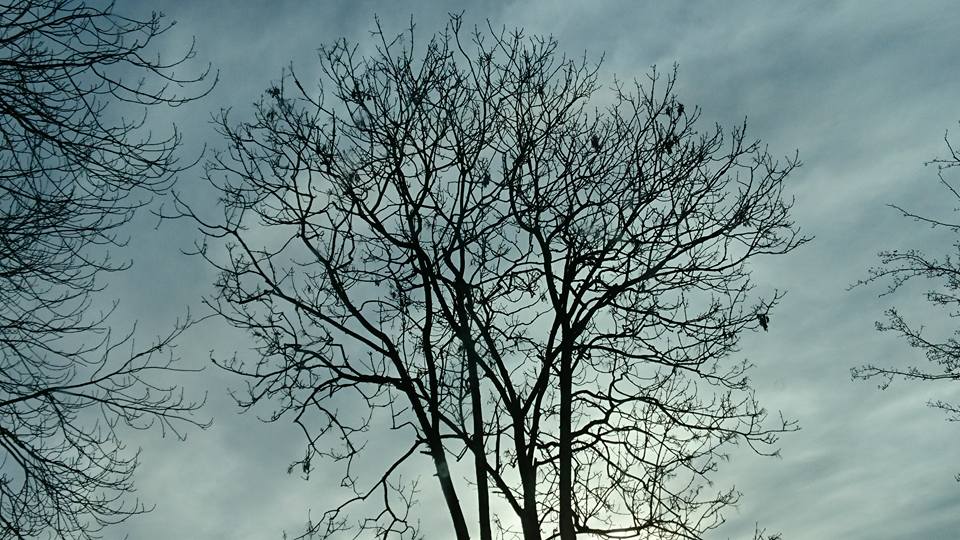 Healing Trauma 4 15492517 10158204539200001 2375889974653989289 n